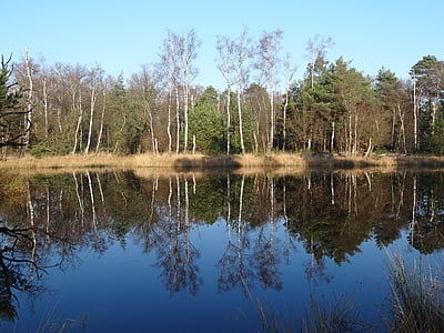 nature, water, landscape, trees, mirror, tree, forest