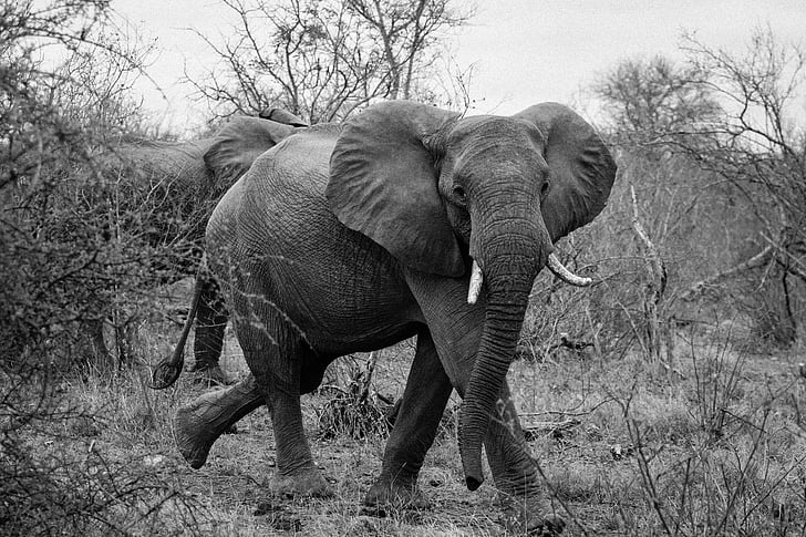 elephant, wildlife, african, safari, wild, nature