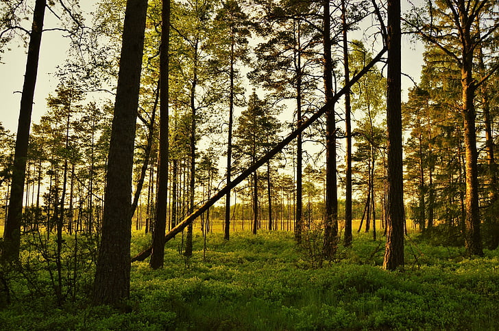 venkovní, Příroda, Západ slunce, Švédsko, Les, strom, zelená