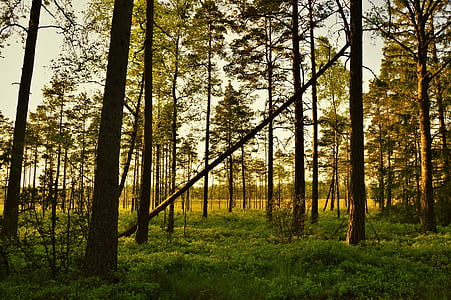 Vonkajší, Príroda, západ slnka, Švédsko, Forest, strom, Zelená