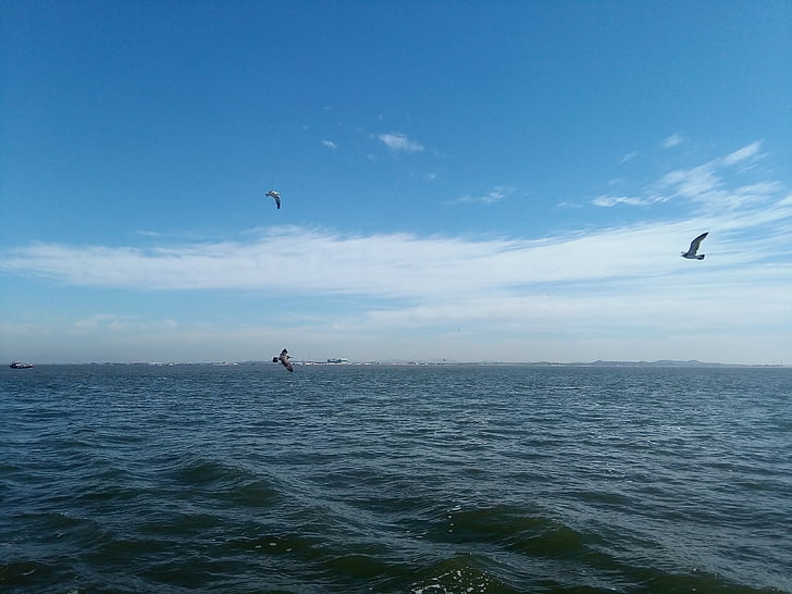sea, natural, the scenery, flying, sport, sky, water
