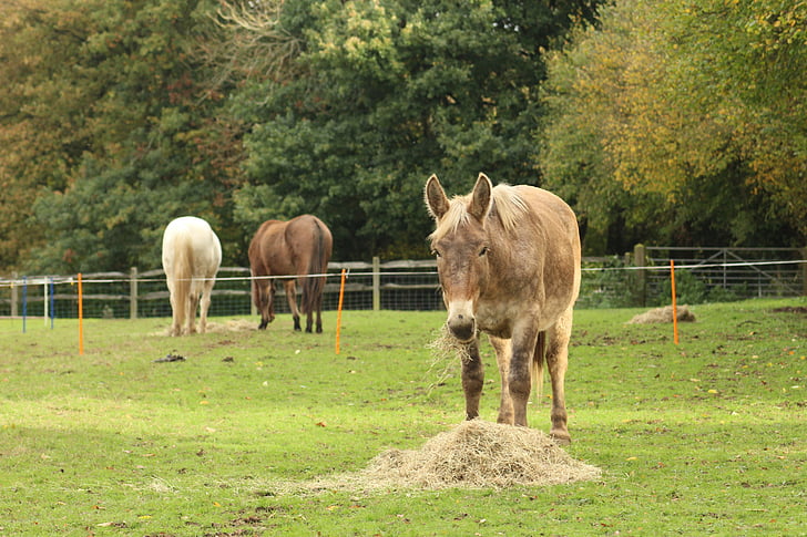 mule, horse, pony, draft, comtois, big, grazing