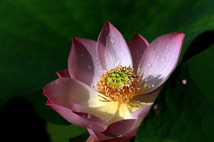 Holandés, Lotus, planta, flores y plantas, budismo, Mein, rosa