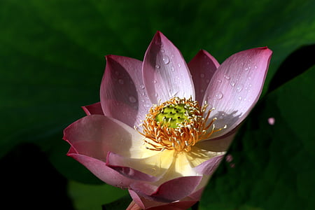 Holländisch, Lotus, Anlage, Blumen und Pflanzen, Buddhismus, Mein, Rosa