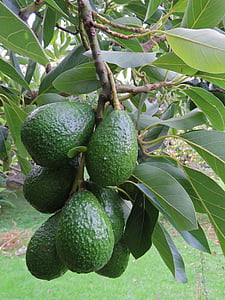 avocado, avocado fruit, fruit, tree, green, growing, organic