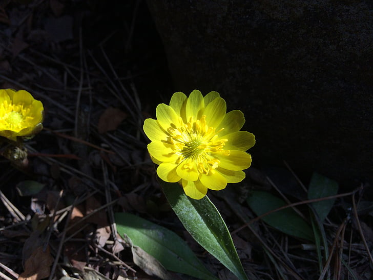 Fernen Osten Amur adonis, Frühling, Blumen, Japan