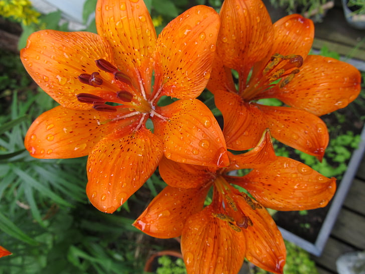 Лили, цветок, оранжевый, цветок сада, День lily, Летний цветок