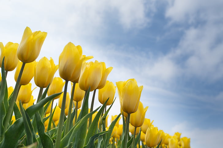gul, Tulip, pære, felt, forår, blomst, natur