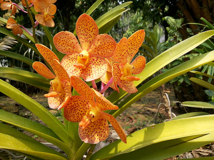 Orchid, fleurs, nature, plante, climat tropical, fleur, pétale