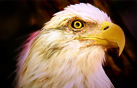 careca, Eagle, cabeça, Águia - ave, pássaro, bico, ave de rapina