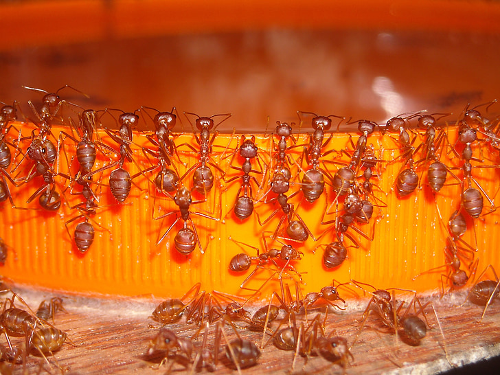 mravce, Rangrang, červená, uzavrite nádobu, Orange