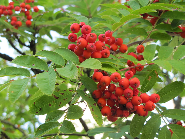 tree, rowan, red berries, autumn