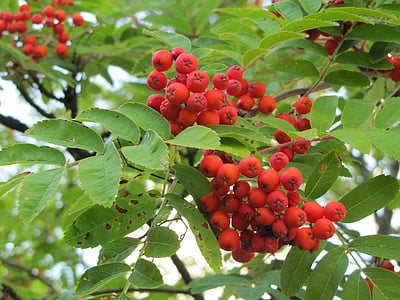 tree, rowan, red berries, autumn
