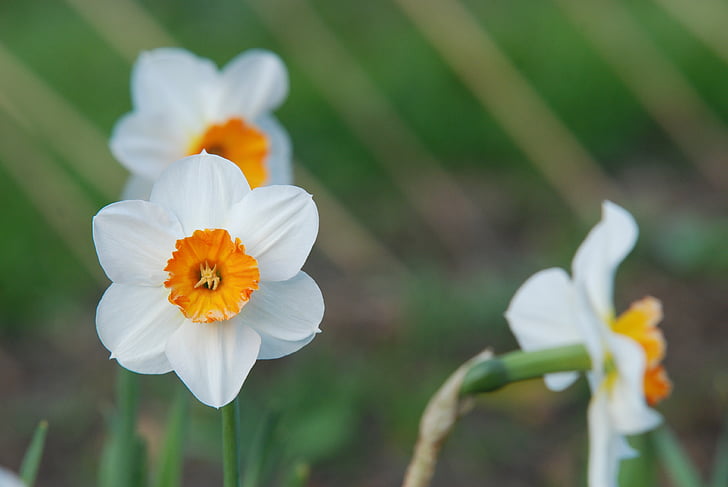 Narcissus, blomma, naturen, Anläggningen, kronblad, sommar, närbild