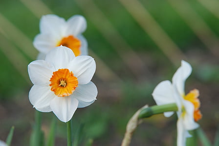 Narcissus, blomma, naturen, Anläggningen, kronblad, sommar, närbild