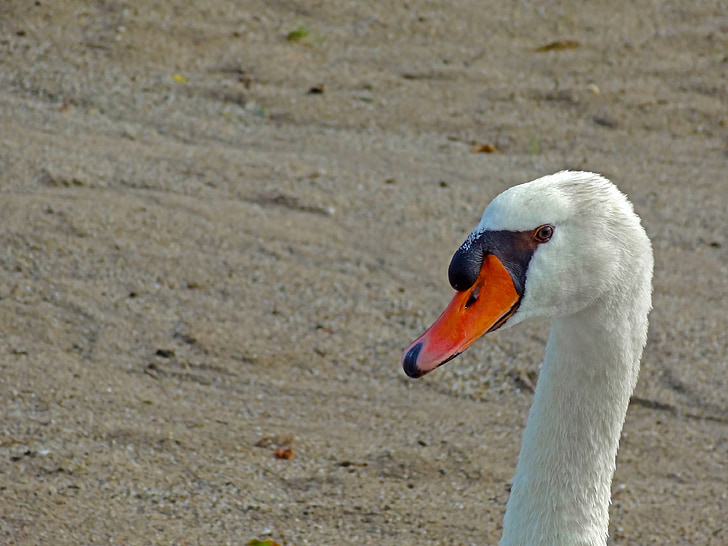 swan, mute swan, neck, bill, beach, bird, water bird