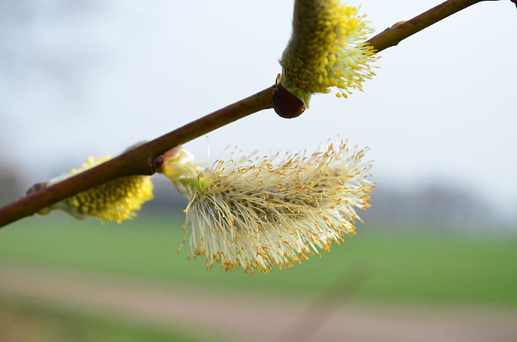 pussy willow, pasture, inflorescence, spring