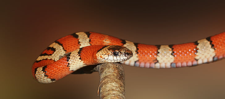 king snake, snake, banded, red, black, colorful, attention