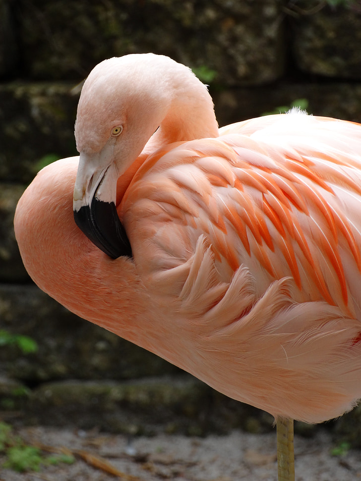 Flamingo, fjädrar, profil, Rosa fjädrar