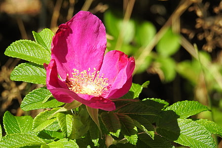 Rose, rose de la pomme de terre, rouge, Blossom, Bloom, Bush, été