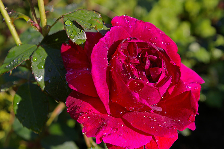 τριαντάφυλλο, κόκκινο τριαντάφυλλο, αρωματικό τριαντάφυλλο, κήπο με τριανταφυλλιές, άνθος, άνθιση, αυξήθηκαν οι ανθίσεις