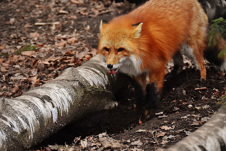 Fuchs, gräva ett hål, vilda djur, Wildpark poing, djurvärlden, naturen, djur