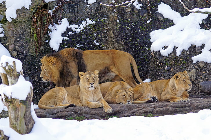 lion, pride of lions, predator, carnivores, mammal, winter, dangerous