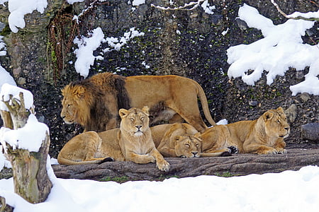 León, orgullo de los leones, depredador, carnívoros, mamíferos, invierno, peligrosos