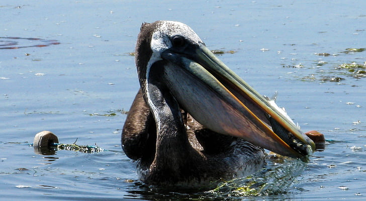 Pelikan, Peru, Paracas, peşte, mare, apa, mânca