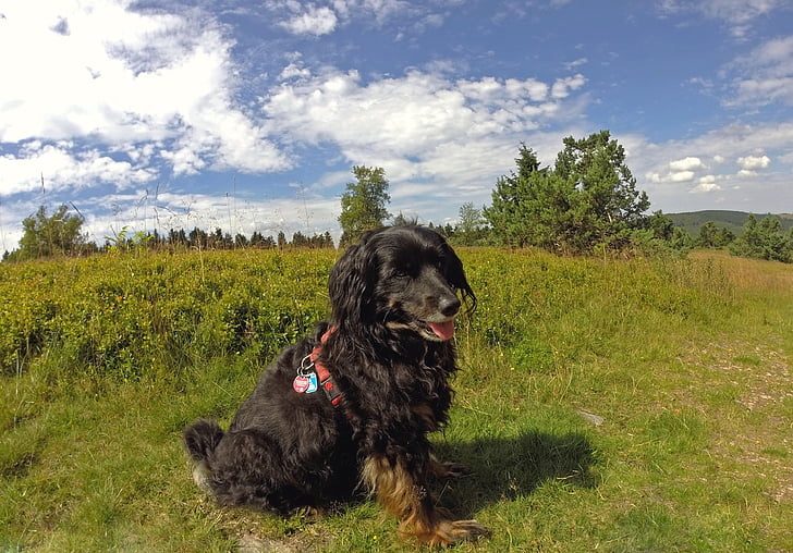 dog, summer, animal, fur, nature, meadow, color