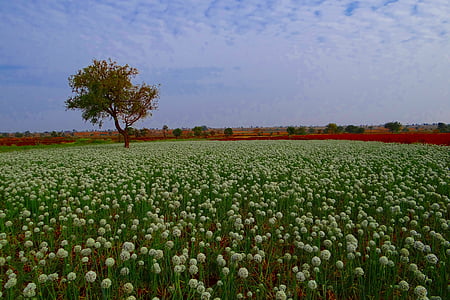 sibul-lill, talu, seemne-põllumajandus, väli, põllukultuuride, India