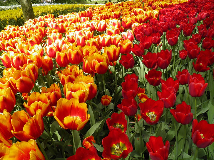 Tulipán, Amsterdam, oranžová, červená, Příroda, Jarní čas, květ