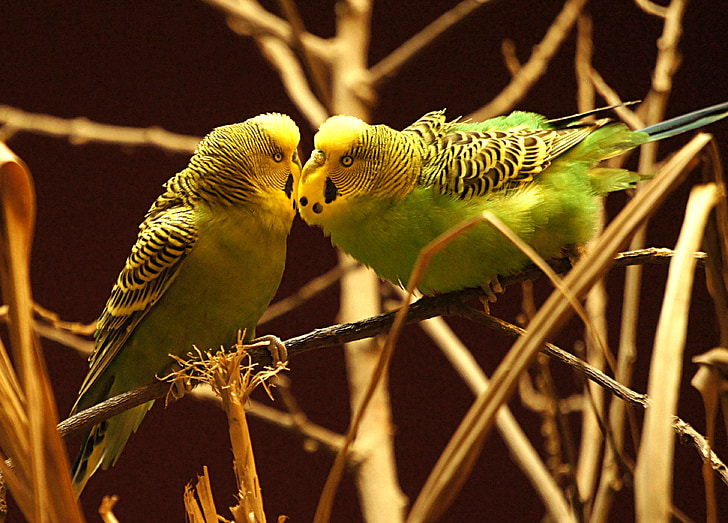 animals, bird, budgie, feed, affection, pets