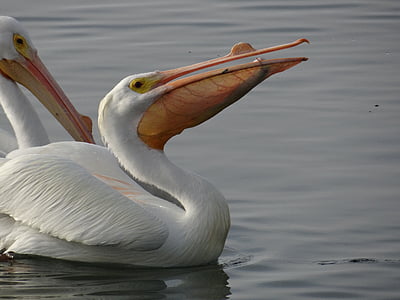 Blanco, Pelican, comer
