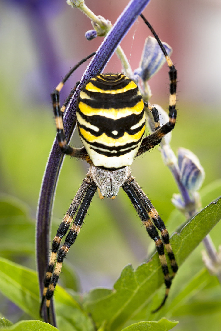 edderkop, hveps spider, arachnid, dyrenes verden, natur, netværk, dyr