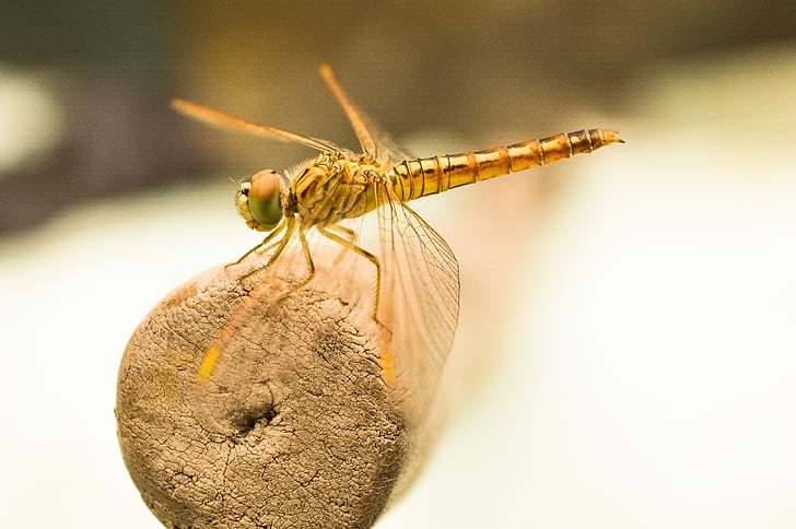 mosca del dragón, insectos, volar, oro, error, macro, Dragon-fly