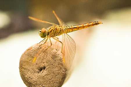 Dragon fly, kukainis, muša, zelta, bug, makro, Dragon-fly
