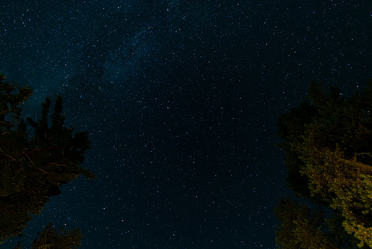 mørk, nat, Sky, stjerner, træer, astronomi, stjerne - rummet