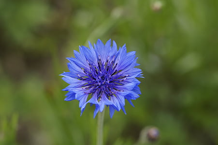 cornflower, blue, flower, blossom, bloom, nature, plant