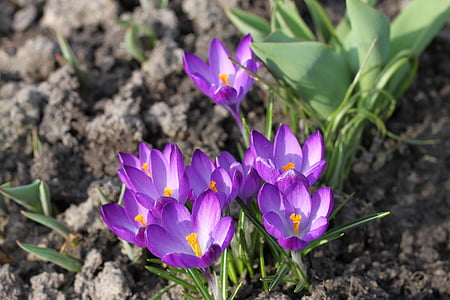 saffron, krokus, flowers, plant, beauty, nature
