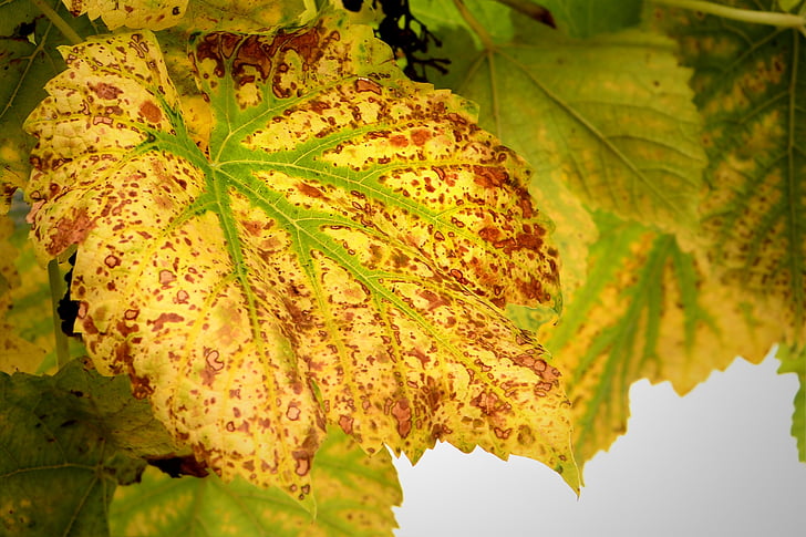 efterår, vin blad, efterår blade, blad, blade, vinblade, efterårets farver
