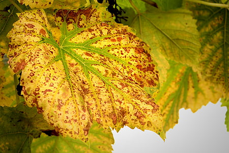 efterår, vin blad, efterår blade, blad, blade, vinblade, efterårets farver