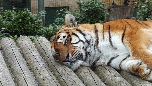 Tigre, animal a dormir, animal, jardim zoológico