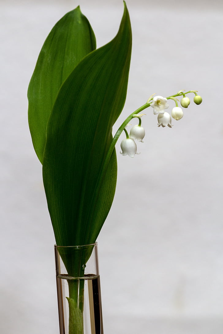 lily of the valley, convallaria majalis, spring, white, bell, flower, nature