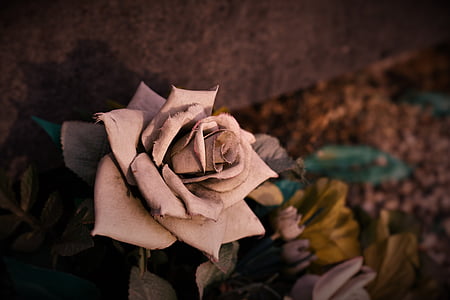 λουλούδι, τριαντάφυλλο, Αγάπη, Ρομαντικές αποδράσεις, ημέρα του Αγίου Βαλεντίνου, κόκκινο, Γάμος
