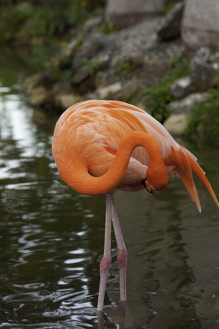 Flamingo, rozā, putns, daba, dīķis, knābis, krupnyj plāns