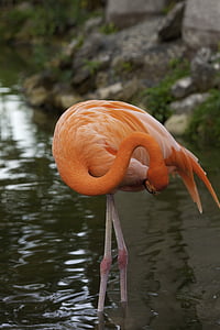 Фламинго, розовый, птица, Природа, пруд, Клюв, крупный план