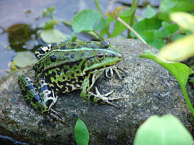 frog, pond, animals, amphibian, toad