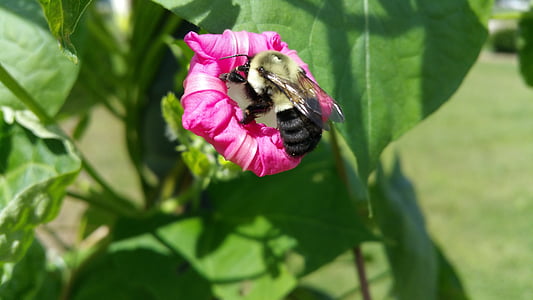 bee, flower, nature, spring, plant, insect, blossom