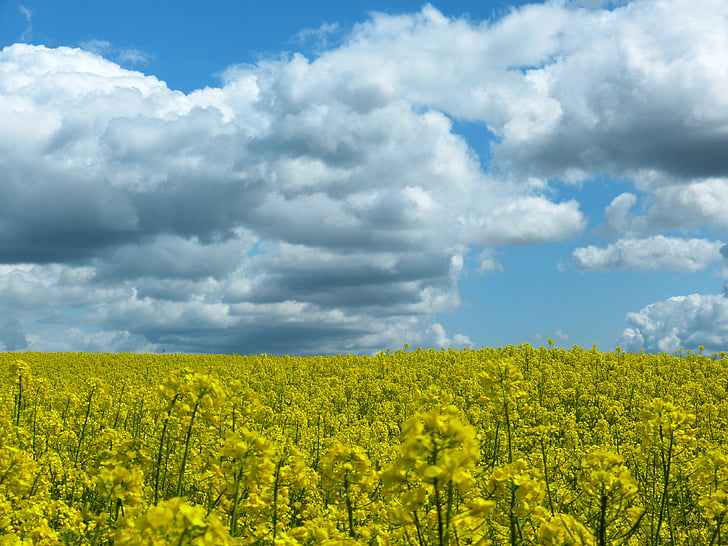 field, sky, clouds, yellow, blue, sun, field of rapeseeds